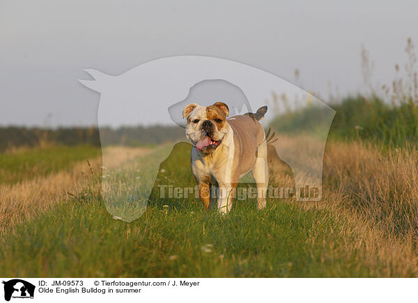 Olde English Bulldog in summer / JM-09573