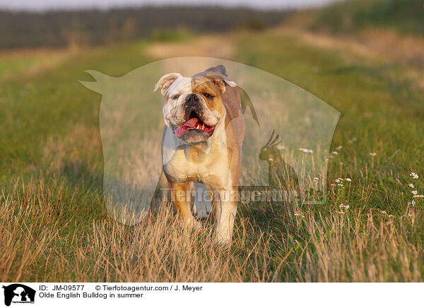 Olde English Bulldog in summer / JM-09577
