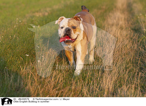 Olde English Bulldog in summer / JM-09579