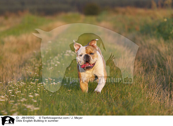 Olde English Bulldog in summer / JM-09582