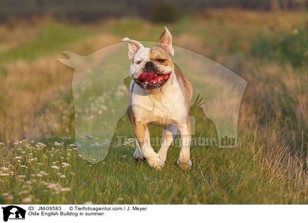 Olde English Bulldog in summer / JM-09583