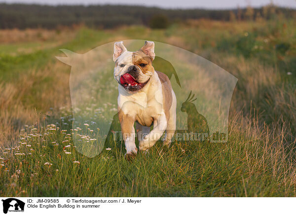 Olde English Bulldog in summer / JM-09585