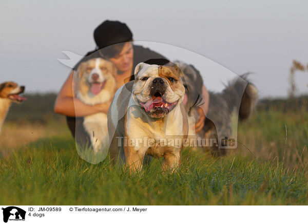 4 dogs / JM-09589