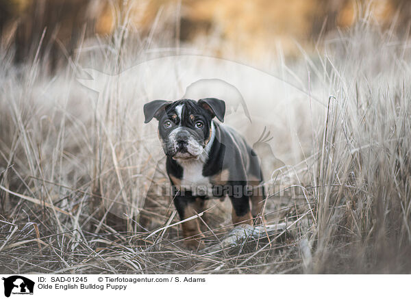 Olde English Bulldog Puppy / SAD-01245
