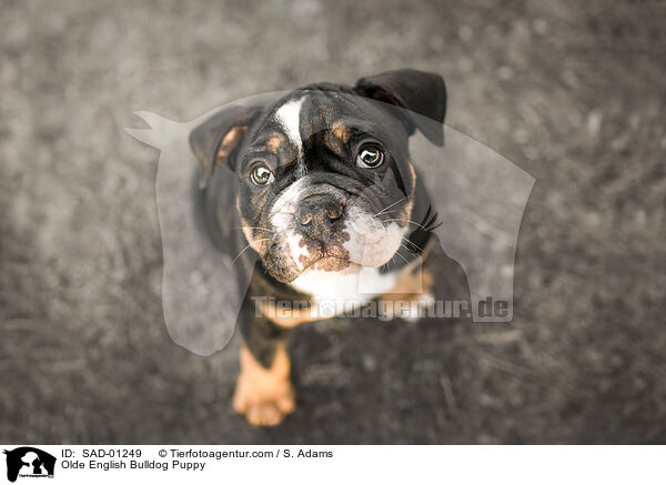 Olde English Bulldog Puppy / SAD-01249