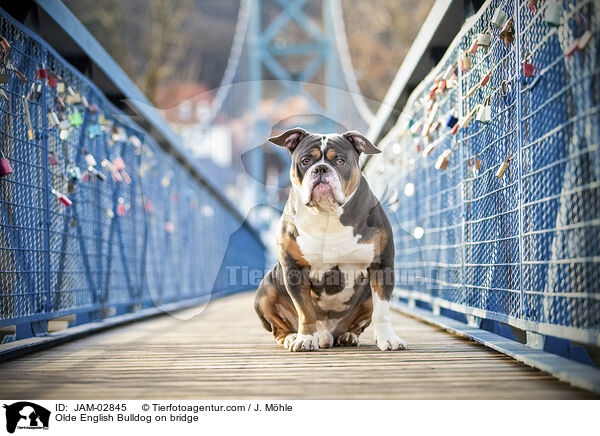 Olde English Bulldog on bridge / JAM-02845