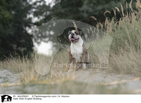 male Olde English Bulldog / AH-05943
