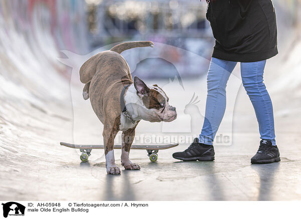 male Olde English Bulldog / AH-05948
