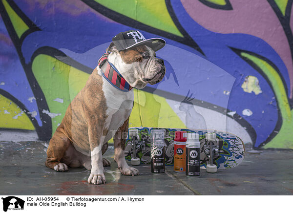 Olde English Bulldog Rde / male Olde English Bulldog / AH-05954