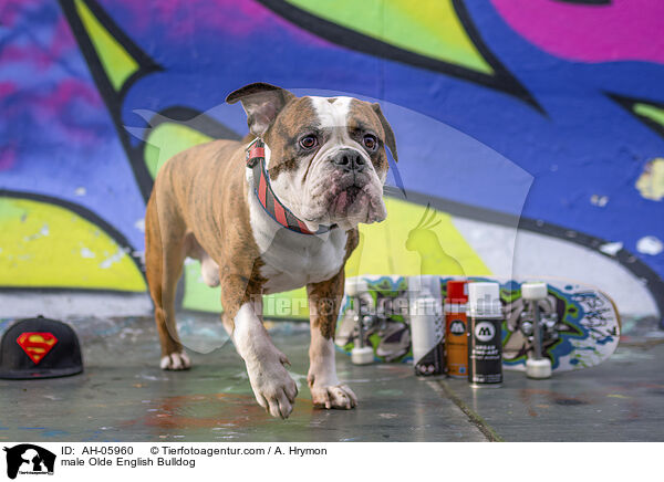 male Olde English Bulldog / AH-05960