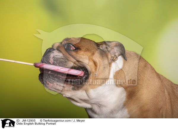 Olde English Bulldog Portrait / Olde English Bulldog Portrait / JM-12905
