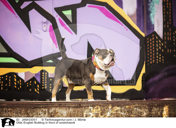 Olde English Bulldog in front of scratchwork / JAM-03001