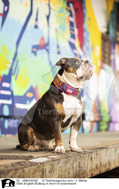 Olde English Bulldog in front of scratchwork / JAM-03026