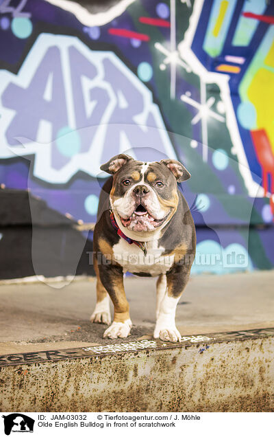 Olde English Bulldog in front of scratchwork / JAM-03032