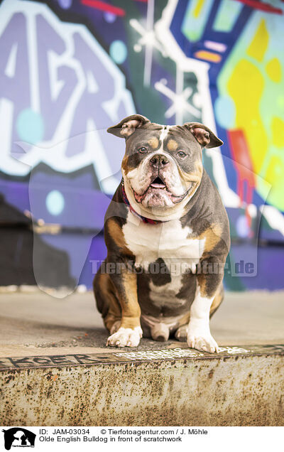 Olde English Bulldog in front of scratchwork / JAM-03034