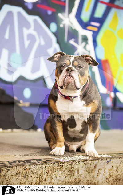 Olde English Bulldog in front of scratchwork / JAM-03035