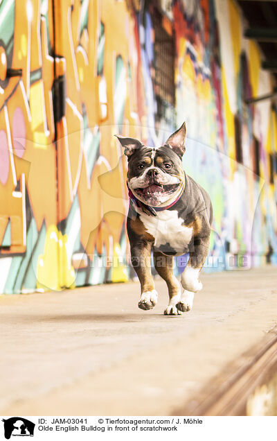 Olde English Bulldog vor Graffiti / Olde English Bulldog in front of scratchwork / JAM-03041