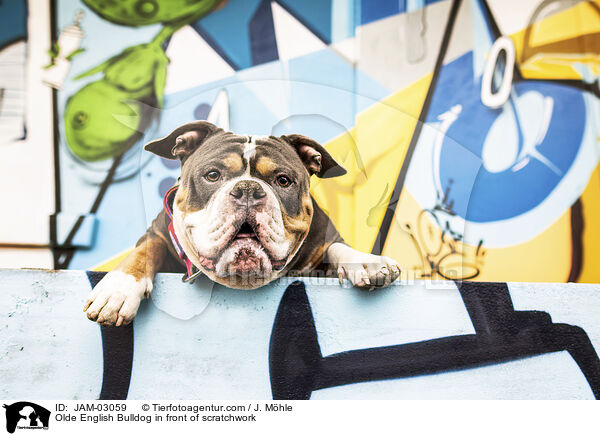 Olde English Bulldog vor Graffiti / Olde English Bulldog in front of scratchwork / JAM-03059