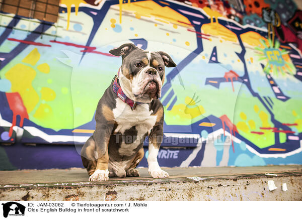 Olde English Bulldog in front of scratchwork / JAM-03062
