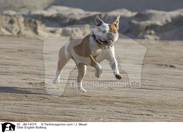 Olde English Bulldog / JM-14074