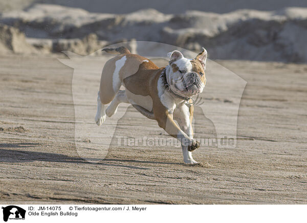 Olde English Bulldog / JM-14075