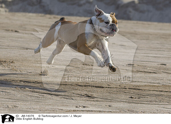 Olde English Bulldog / JM-14076