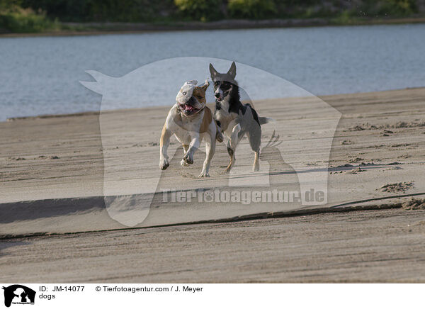 dogs / JM-14077