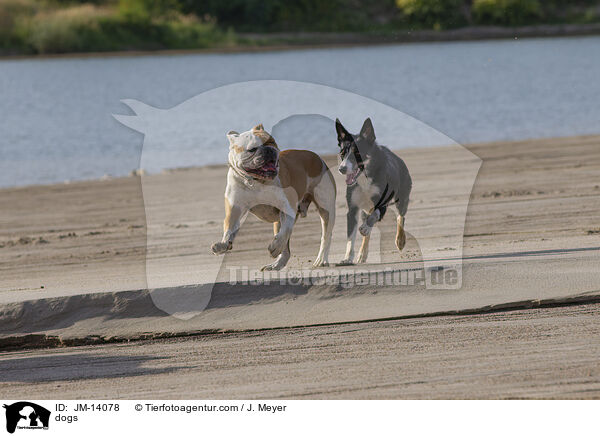dogs / JM-14078