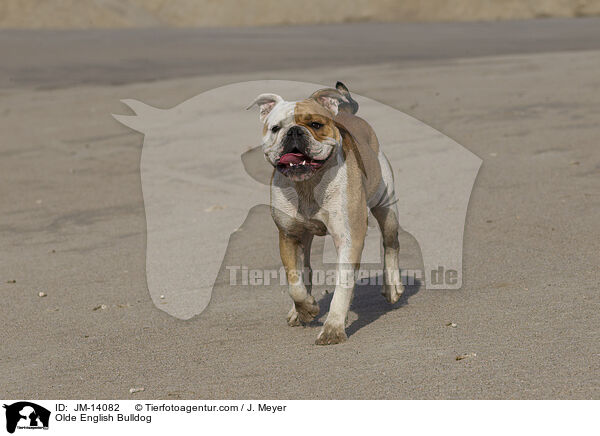 Olde English Bulldog / JM-14082
