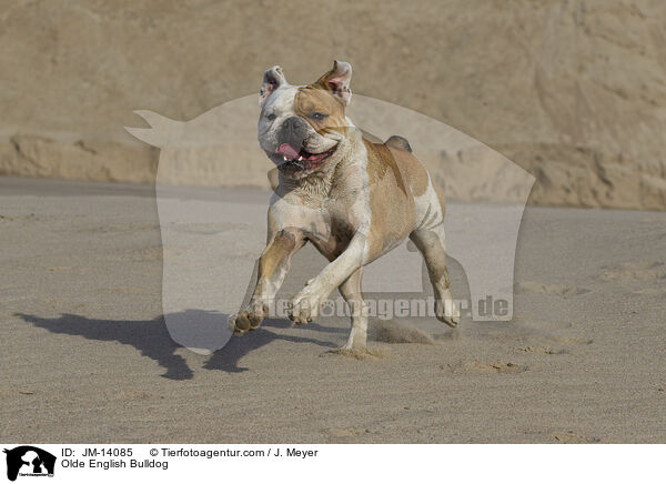 Olde English Bulldog / JM-14085