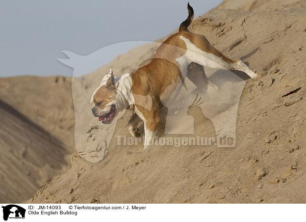 Olde English Bulldog / JM-14093