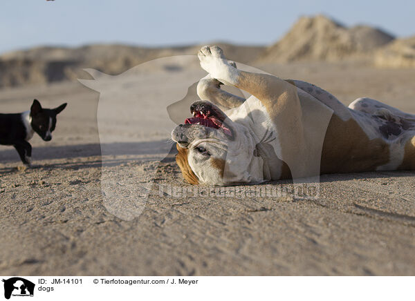 dogs / JM-14101