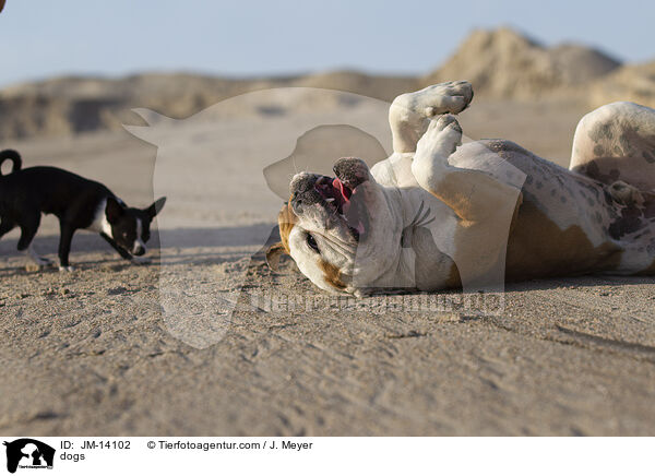 dogs / JM-14102