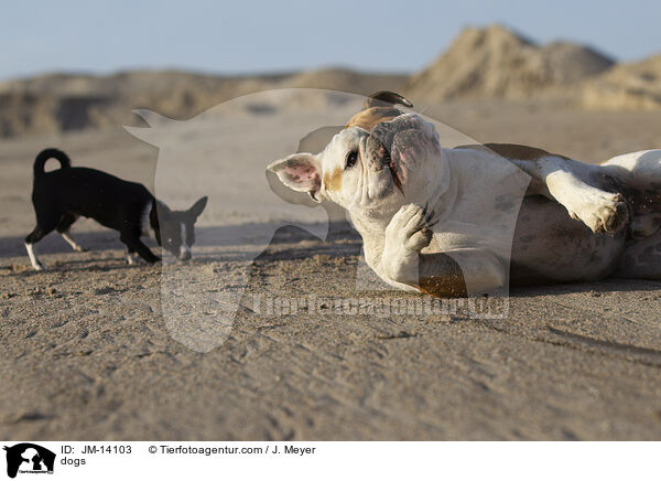 dogs / JM-14103