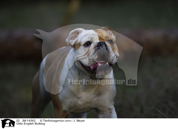 Olde English Bulldog / JM-14562