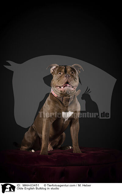Olde English Bulldog in studio / MAH-03451