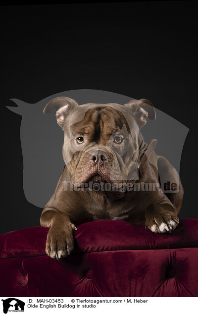 Olde English Bulldog in studio / MAH-03453