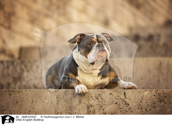 Olde English Bulldog / JAM-03500