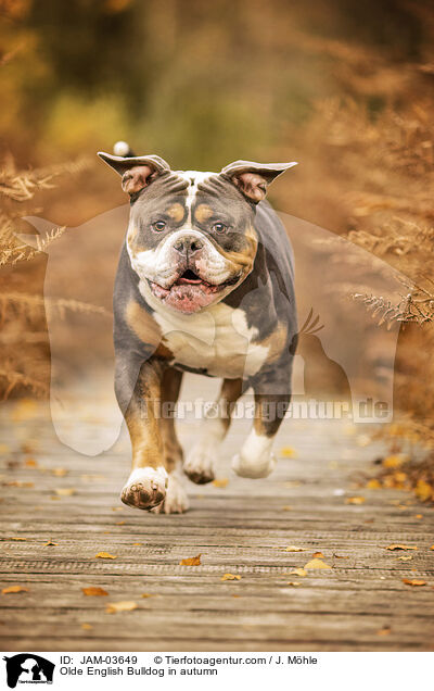 Olde English Bulldog im Herbst / Olde English Bulldog in autumn / JAM-03649