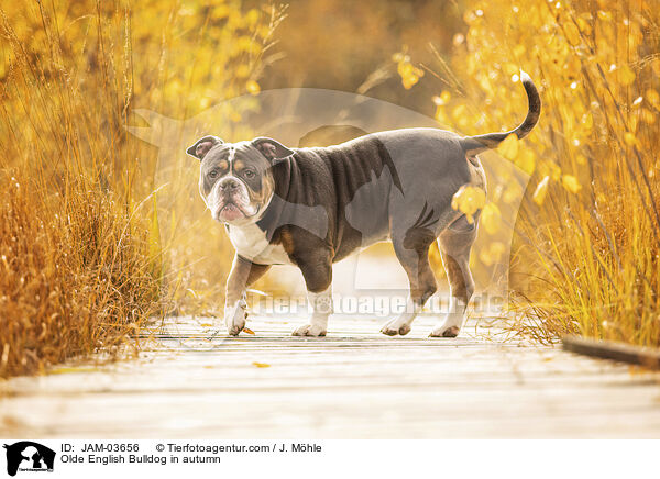 Olde English Bulldog in autumn / JAM-03656