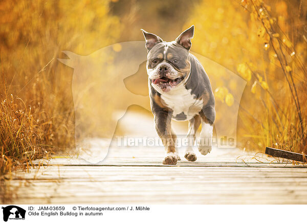 Olde English Bulldog im Herbst / Olde English Bulldog in autumn / JAM-03659