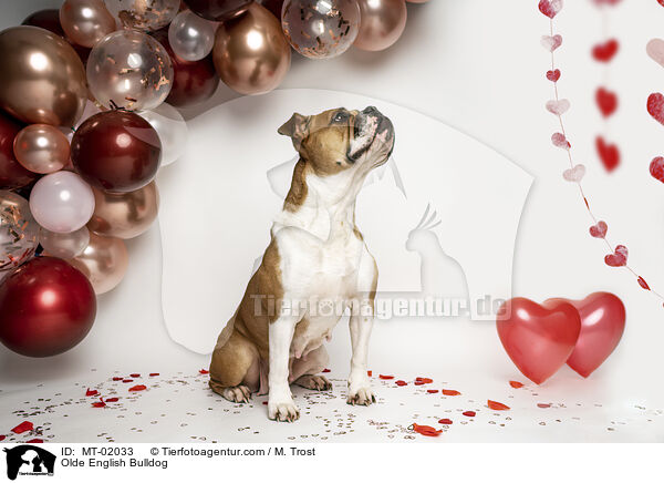 Olde English Bulldog / MT-02033
