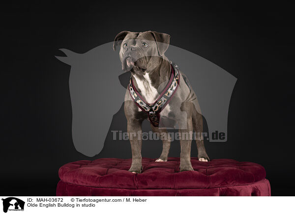 Olde English Bulldog im Studio / Olde English Bulldog in studio / MAH-03672