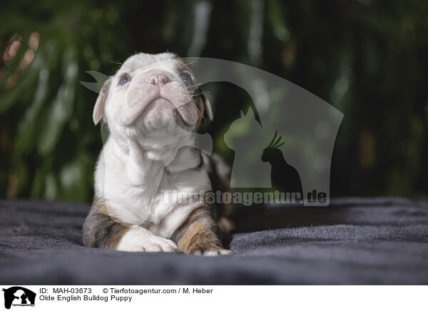 Olde English Bulldog Puppy / MAH-03673