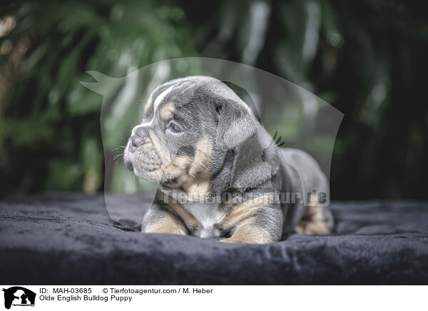Olde English Bulldog Puppy / MAH-03685