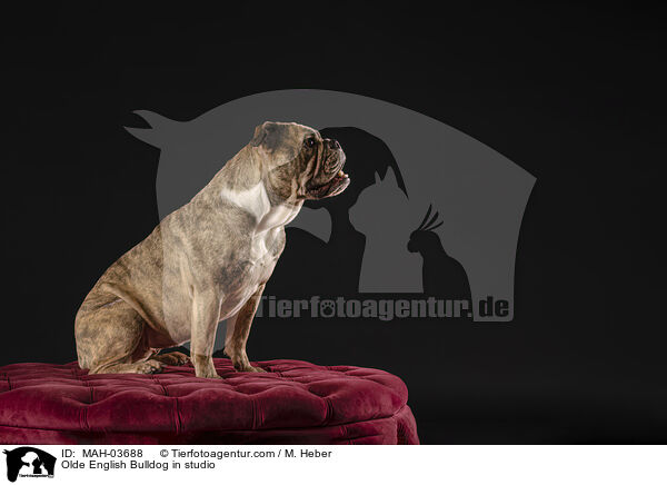 Olde English Bulldog in studio / MAH-03688