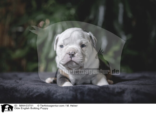 Olde English Bulldog Puppy / MAH-03701
