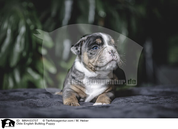 Olde English Bulldog Puppy / MAH-03707