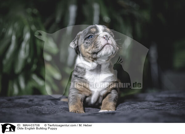 Olde English Bulldog Puppy / MAH-03708