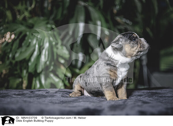 Olde English Bulldog Puppy / MAH-03709